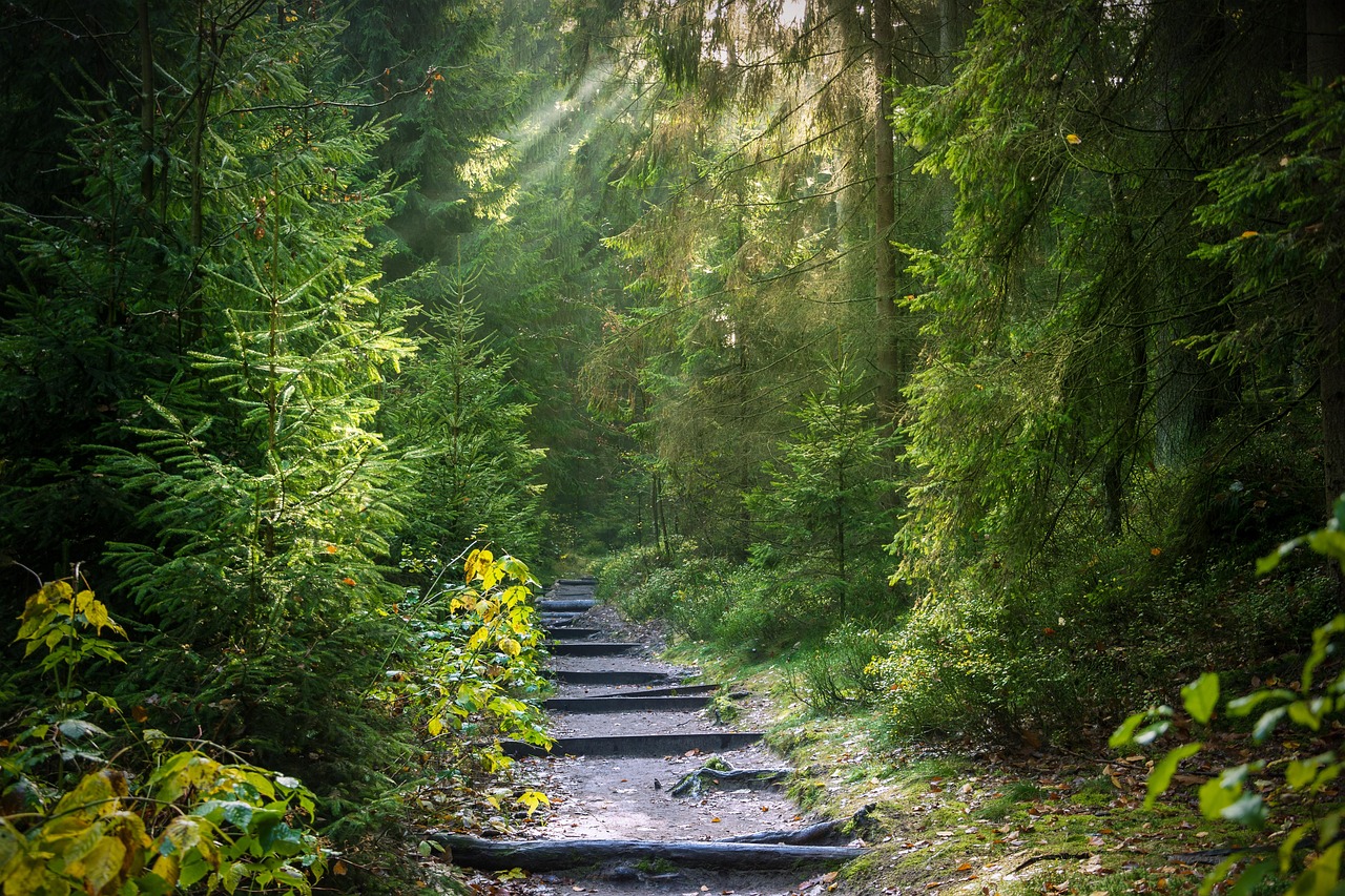 Mischwald mit Pfad – Sonnenstrahlen im Grünen